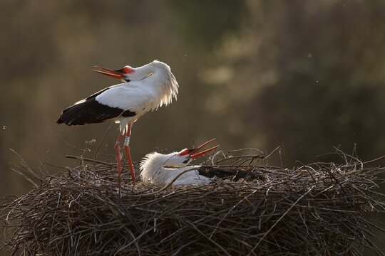 White stork (Ciconia ciconia) courting on the nest, Germany