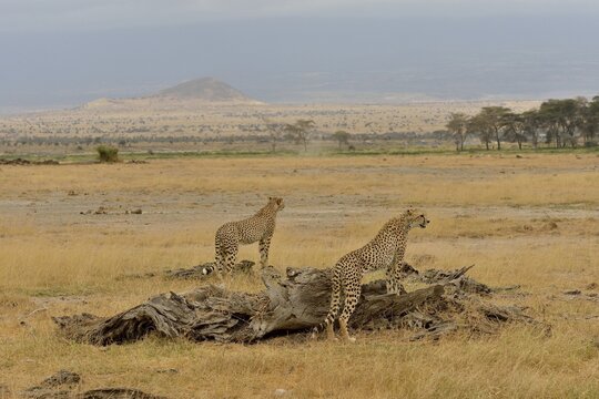 Cheetah (Acinonyx jubatus), male, Amboseli National Park, Rift Valley Province, Kenya