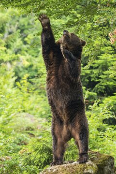 European Brown bear (Ursus arctos), standing upright on rocks, reaching for leaves, Bavarian Forest National Park, Bavaria, Germany