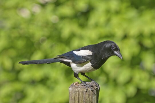 Magpie (Pica pica), keeping lookout on a pole in a meadow, Untergroeningen, Baden-Wuerttemberg, Germany, Europe