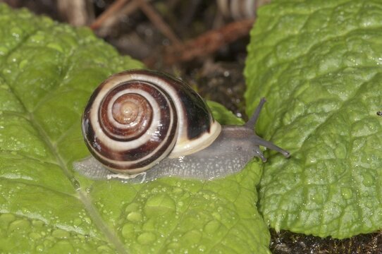 White-lipped Snail (Cepaea hortensis), Baden-W&uuml;rttemberg, Germany