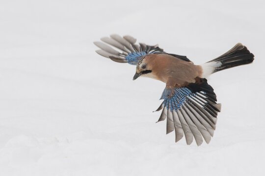 Eurasian jay (Garrulus glandarius) in flight, winter, snow, feeding, Germany