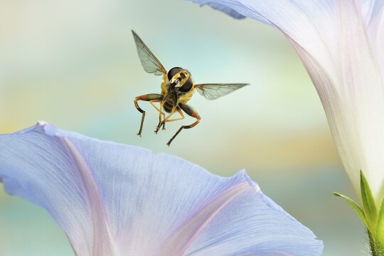 Large marsh hover fly (Helophilus trivittatus), in flight, at a morning glory, Germany