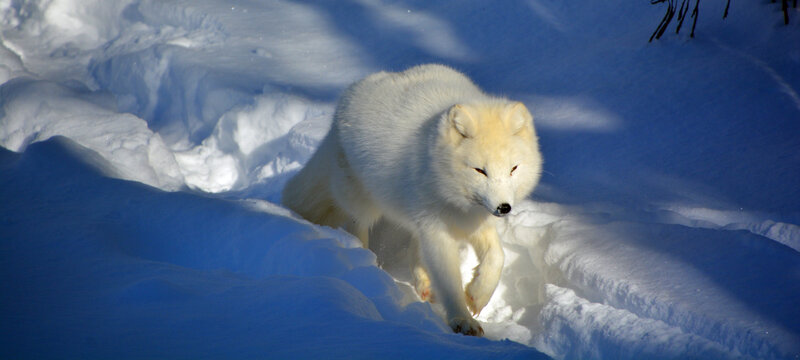 In winter arctic fox (Vulpes lagopus), also known as the white, polar or snow fox, is a small fox native to the Arctic regions of the Northern Hemisphere and common throughout the Arctic tundra biome