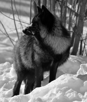 The silver fox is a melanistic form of the red fox (Vulpes vulpes). Silver foxes display a great deal of pelt variation. Some are completely glossy black except for a white colouration on the tale
