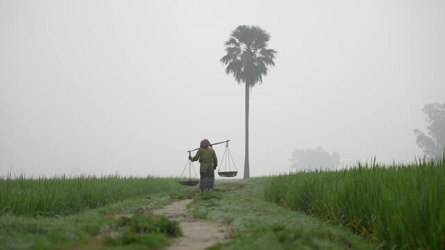 Bogura, Bangladesh - 22 November 2023: View of a farmer carrying baskets on a yoke while walking through green fields on a foggy morning with a lone palm tree in the background.