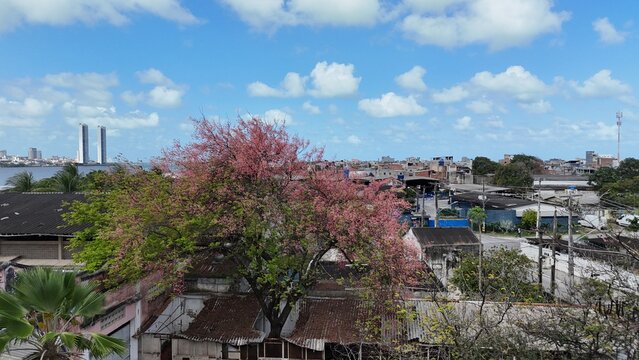 Flores Urbanas