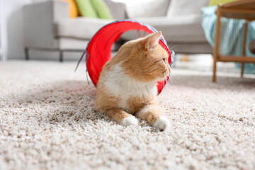 Obraz premium Cute cat in toy tunnel on carpet at home