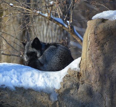 The silver fox is a melanistic form of the red fox (Vulpes vulpes). Silver foxes display a great deal of pelt variation. Some are completely glossy black except for a white colouration on the tale