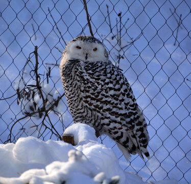 Snowy owl (Bubo scandiacus) is a large, white owl of the typical owl family. Snowy owls are native to Arctic regions in North America and Eurasia. 