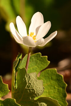 Sanguinaria canadensis,close up of a flowering Bloodroot perennial