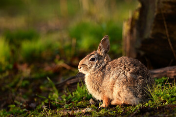 Obraz premium Eastern Cottontail Bunny Rabbit on the edge of a forest at dawn