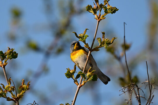 Colorful Northern Parula Warbler perched on a branch in the forest