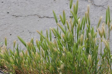 Obraz premium Wild green tall grass weeds