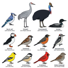 Fototapeta premium Variety of colorful bird species.