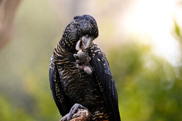 Female Red-tailed Black Cockatoo eating a seed pod © Ram