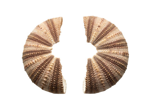 Close up of a partially broken sea urchin shell on transparent background