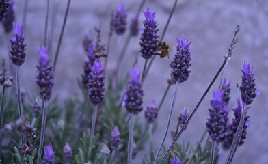 Obraz premium purple lavender flowers and an insect, insect, bee, pollination,