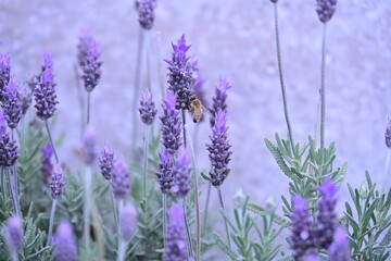 Obraz premium purple lavender flowers and an insect, insect, bee, pollination,