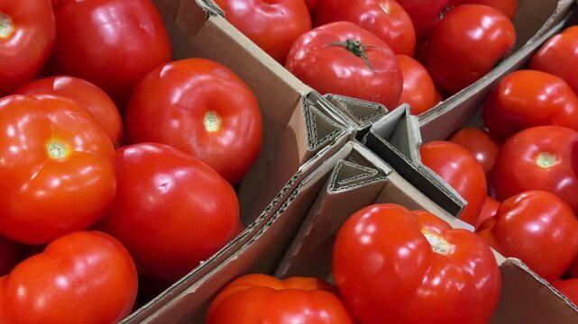 Fresh red tomatoes stacked in cardboard boxes at a market display