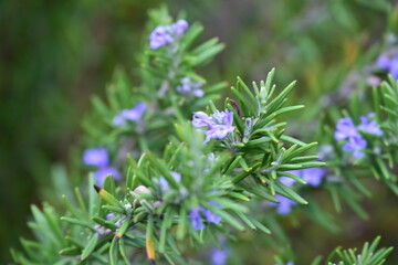Obraz premium purple lavender flowers and an insect, insect, bee, pollination,