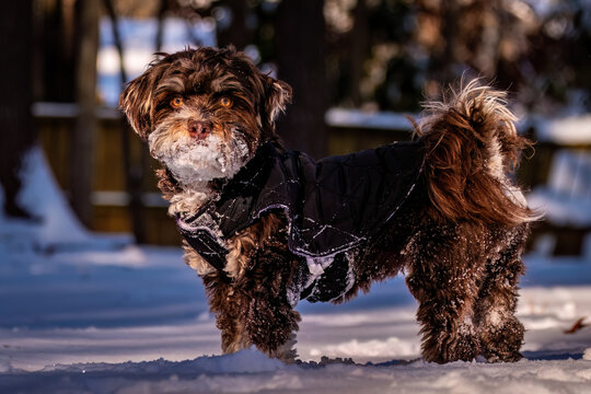 An adorable Havanese dog with snow all over its snout.