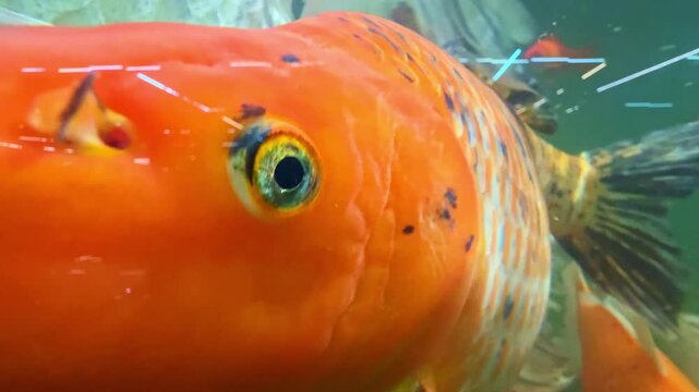 A large orange fish swims close to the glass of its tank at an aquarium. The fish has patterns on its body and moves slowly in the water. Sunlight shines into the tank.