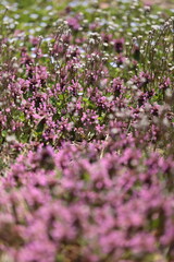 Fototapeta premium 群生する野草の花が創り出す春の彩