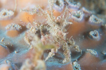 Orangutan Crab in Ambon Bay, Ambon, Indonesia © Observer's Garden