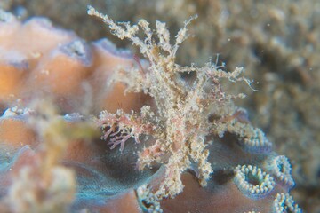 Orangutan Crab in Ambon Bay, Ambon, Indonesia © Observer's Garden