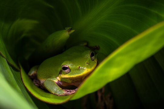 Squirrel Tree Frog nestled down in a large green curled leaf.