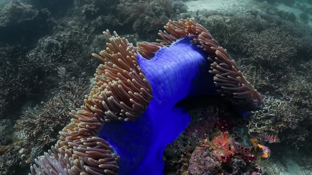 Close-up panning shot of a vibrant blue magnificent sea anemone (Heteractis magnifica) with flowing brown tentacles swaying in the ocean current on a tropical coral reef
