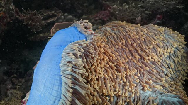 False clown anemonefish (Amphiprion ocellaris) swimming among the tentacles of its host sea anemone in a coral reef