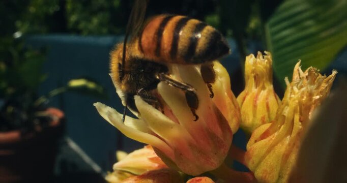 Slow motion of large honeybee crawling across beautiful yellow flowers - super slow motion shot