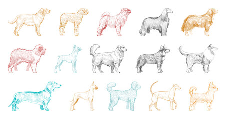 Fototapeta premium Colorful dog breed sketch collection