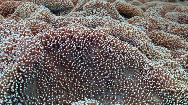 Beautiful texture of marine hard coral moving gently with ocean current, macro shot