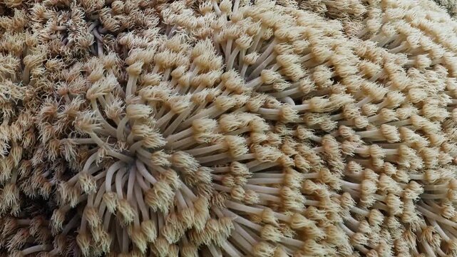 Detailed macro footage showing soft coral structure and polyps swaying in the underwater current. Beautiful marine life texture