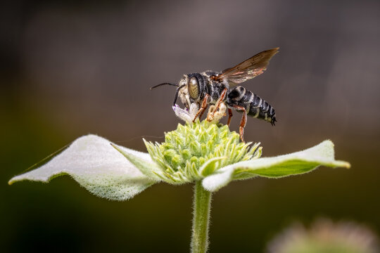 An Eight-toothed Cuckoo Leaf-cutter Bee visits a bloom of a Clustered Mountain Mint.