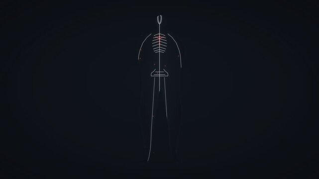 Posterior Human Body Vascular Nervous System Anatomical Diagram