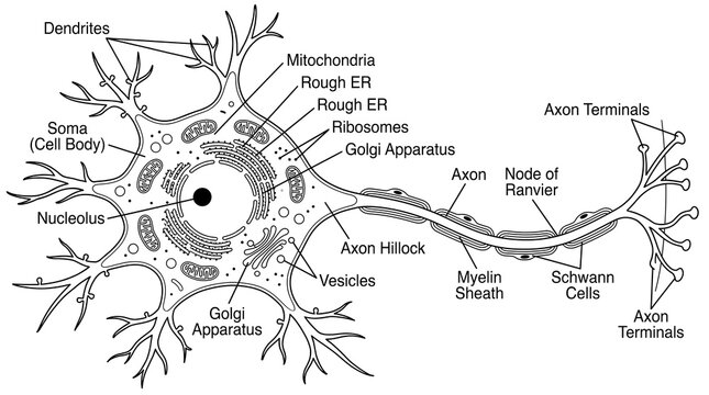 Neuron Cell Anatomy Diagram Showing Various Parts Like Soma Axon Dendrites and Myelin Sheath for Educational Use