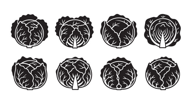 Eight cabbage heads vector illustration with vegetable ingredients culinary agriculture nutrition vegetarian vitamins shopping foodstuff preparation botanical illustration