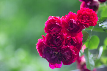 Fototapeta premium Blooming and beautiful pink roses