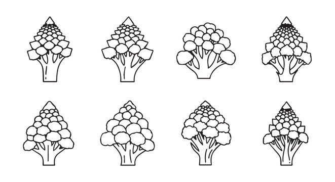 Collection of eight artistic broccoli and romanesco broccoli illustrations with hand drawn vegetable illustration food illustration vegetable drawing plant drawing organic drawing broccoli