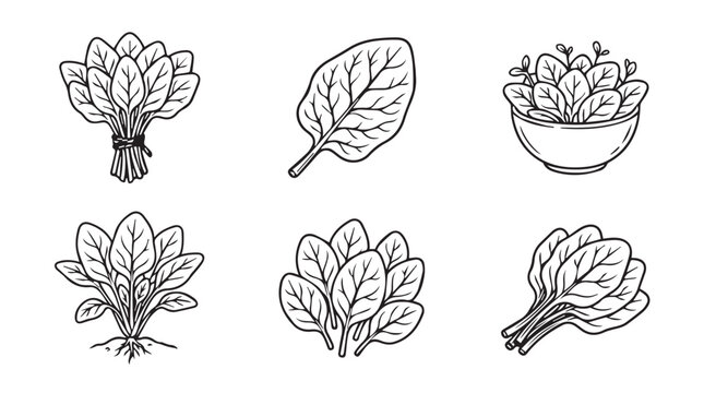 Vector illustrations of fresh spinach leaves collection healthy green vegetable line art icons organic produce with roots and in bowl vegetable collection illustration silhouette isolated