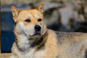 Fototapeta premium Cute Chinese rural dog lies quietly at doorway, enjoying peaceful leisure time in simple countryside surroundings.