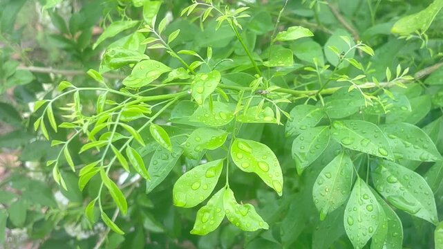 green leaves with water drops