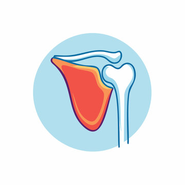 Stylized Illustration of Human Shoulder Joint Anatomy
