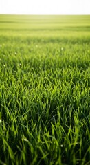 Obraz premium Vibrant green grass field with lush blades and a bright sky