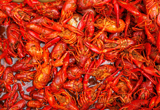 A background of red crawfish with copy space