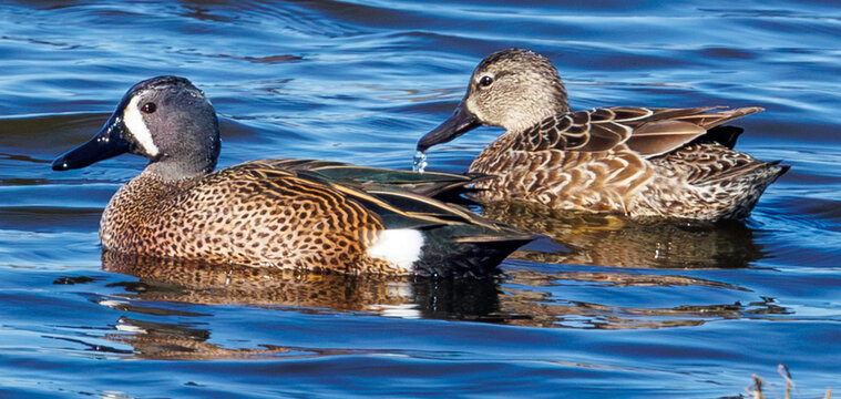 Two ducks float in a pond